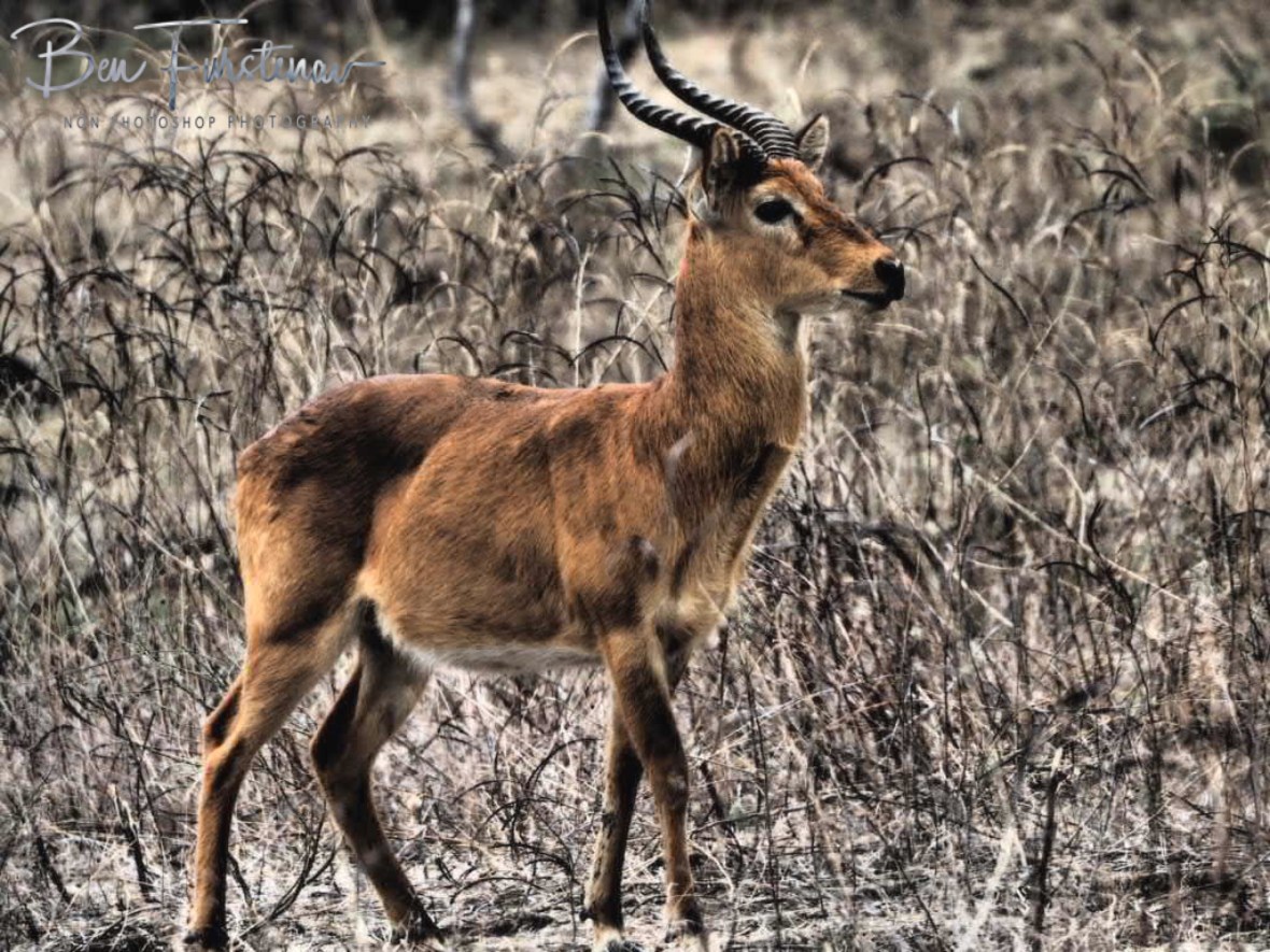 Puku buck, South Luangwa National Park, Zambia 