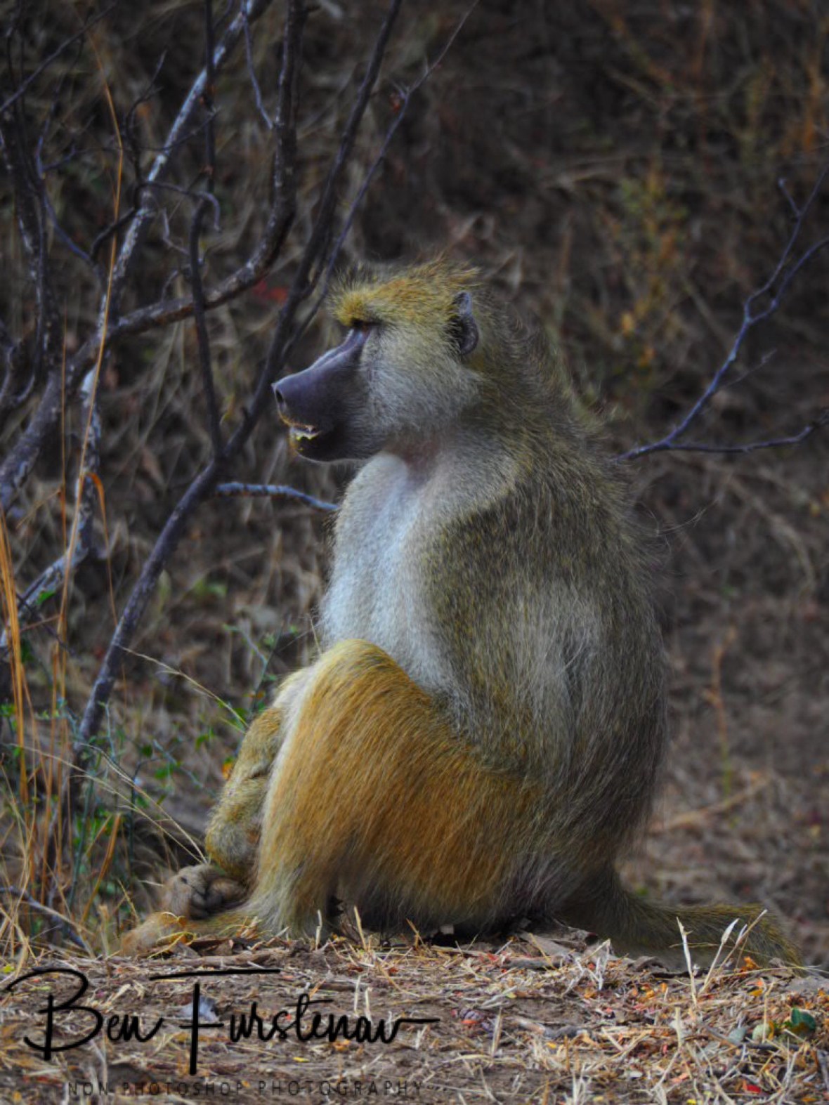 Chief in full colours, South Luangwa National Park, Zambia 