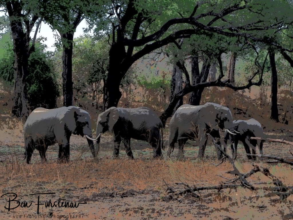 Small group off elephants foraging a dry riverbed, South Luangwa National Park, Zambia 