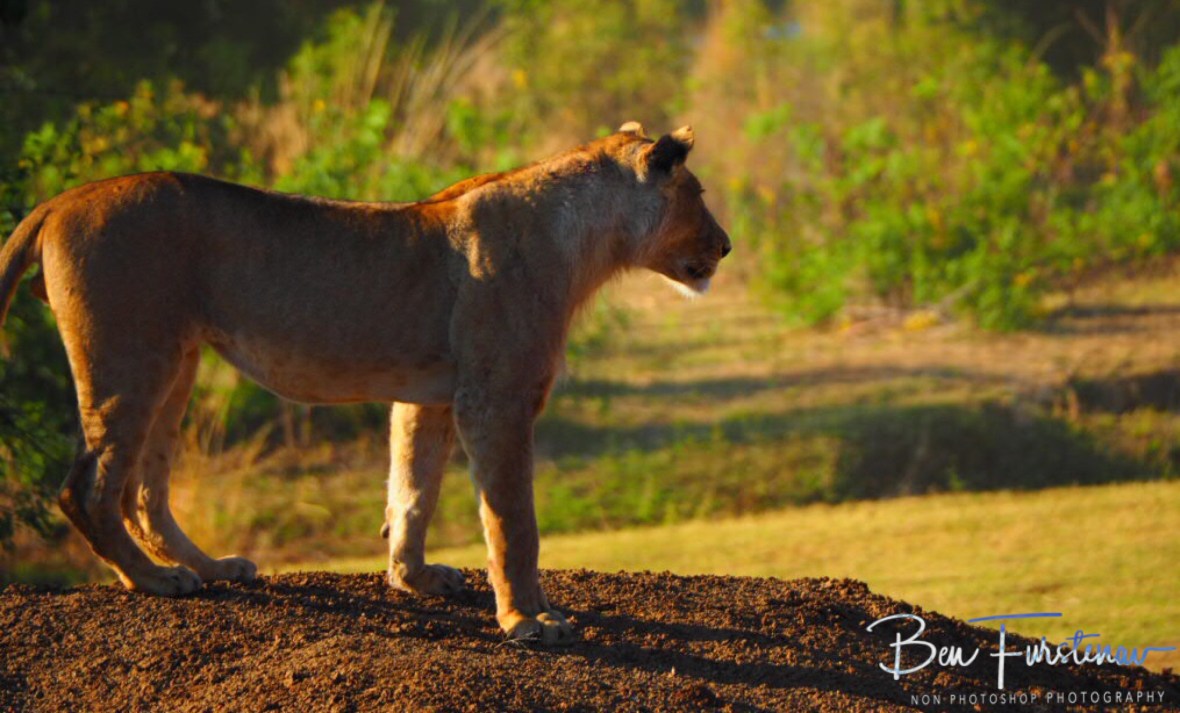 Assessing the situation, Lower Zambezi National Park, Zambia 