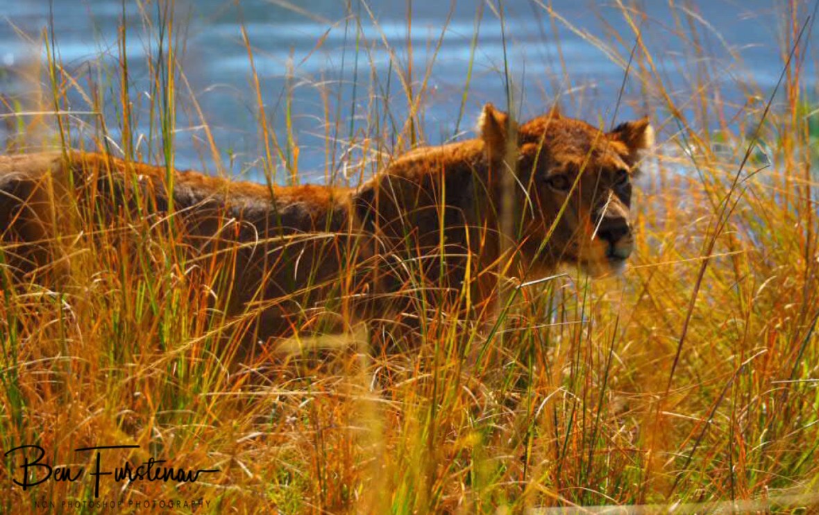 Blending in, Lower Zambezi National Park, Zambia 