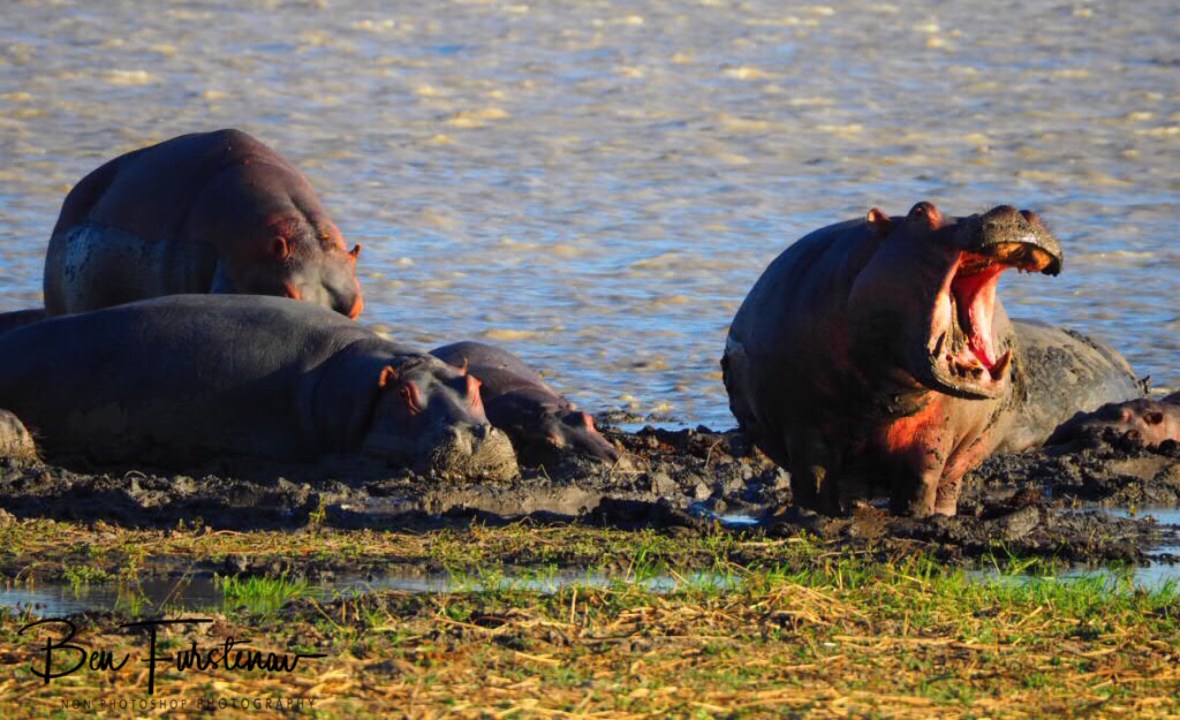 Tough day on Lake Kazuni, Vwaza Marsh National Reserve, Malawi 