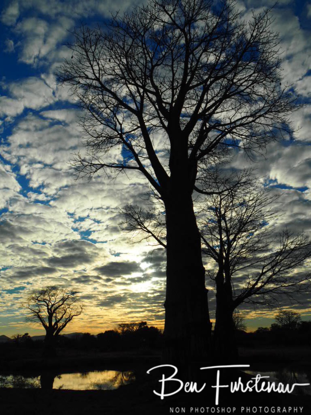 Close up Baobab and Lake, Lower Zambezi Valley, Zambia