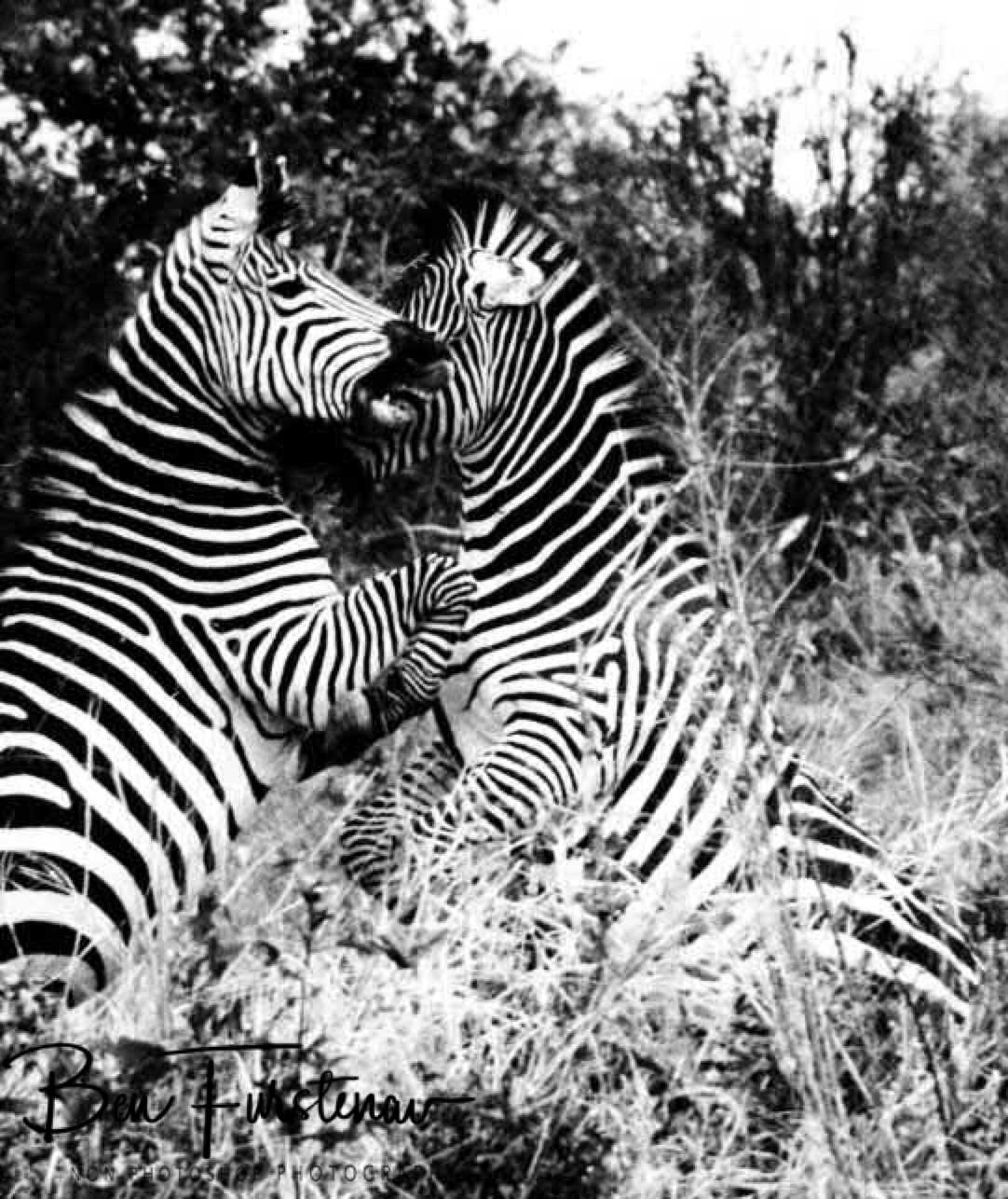 Even competitors, South Luangwa National Park, Zambia 