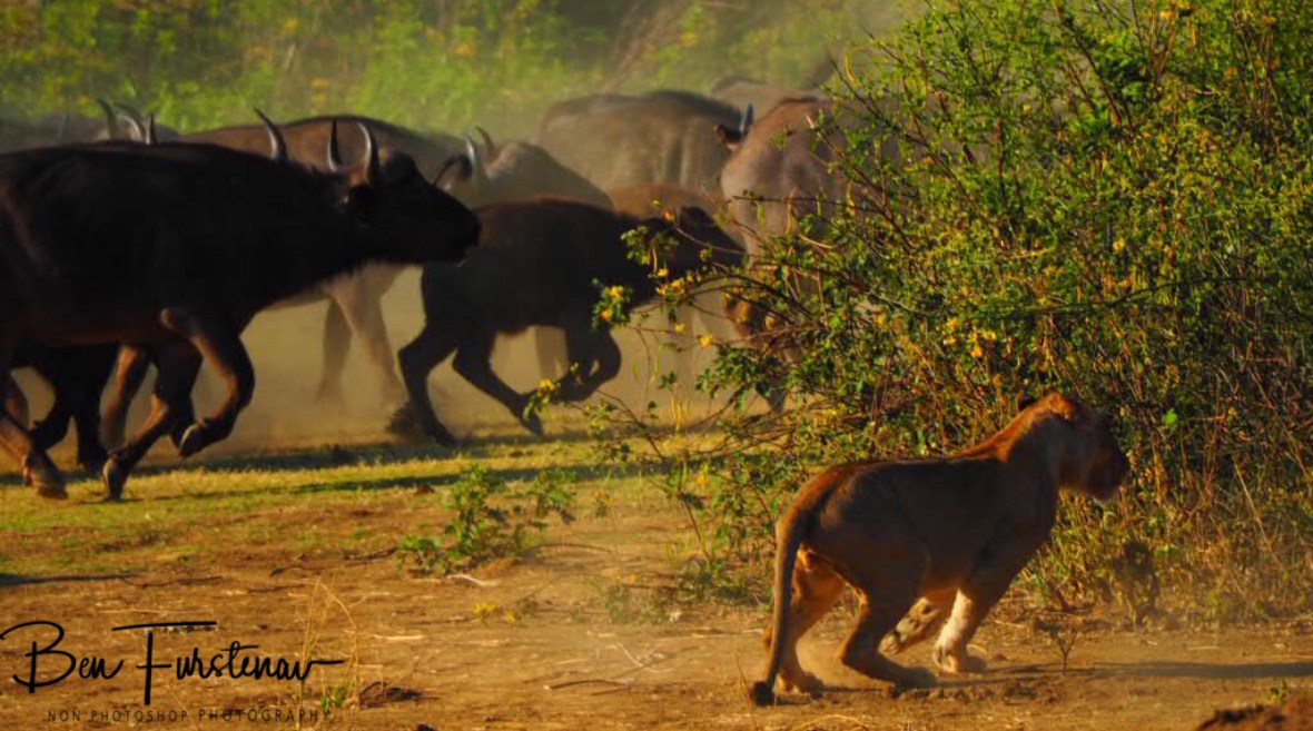 Creating havoc amongst the buffalo, Lower Zambezi National Park, Zambia 