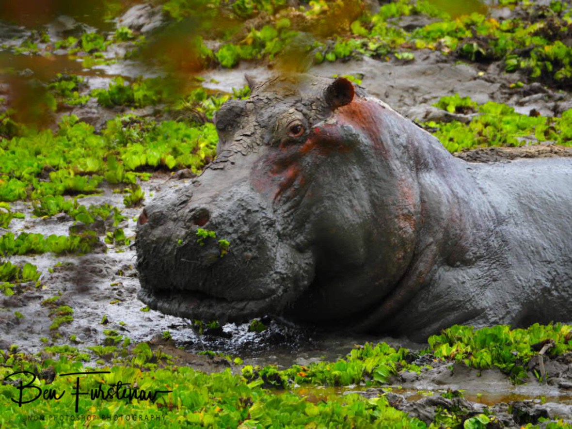 Who’s disturbing my mud bath?, South Luangwa National Park, Nsefu Sector 