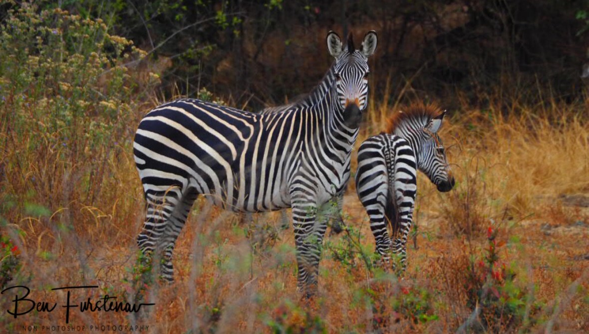 Fowl after milk feeding, South Luangwa National Park, Zambia 