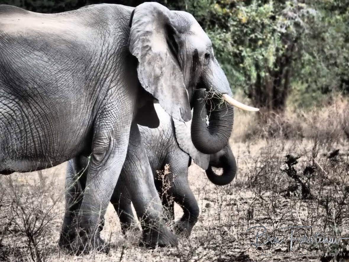 Just crossed the river, mom and calf, South Luangwa National Park, Zambia 
