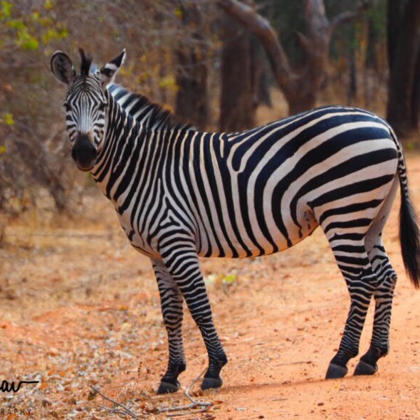 Checking if no more zebras crossing the road, South Luangwa National Park, Zambia