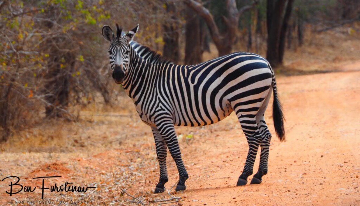 Checking if no more zebras crossing the road, South Luangwa National Park, Zambia 
