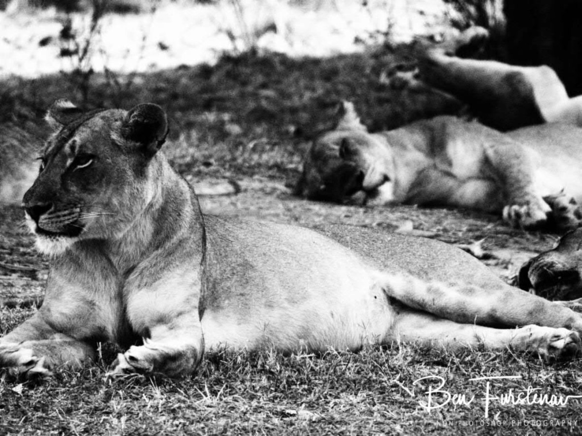Restful Hunter, South Luangwa National Park, Zambia 