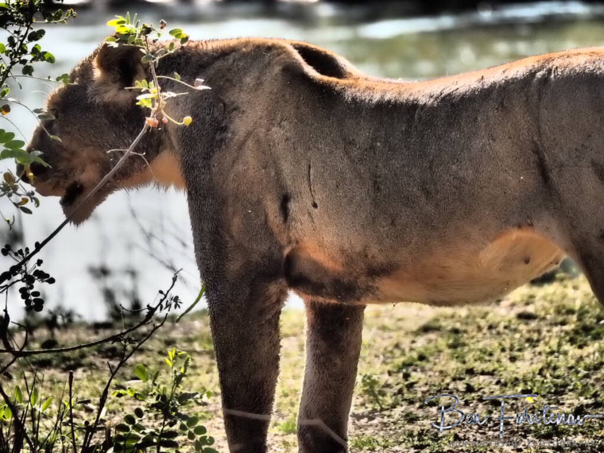 Chased and battlled lion returns, Lower Zambezi National Park, Zambia 