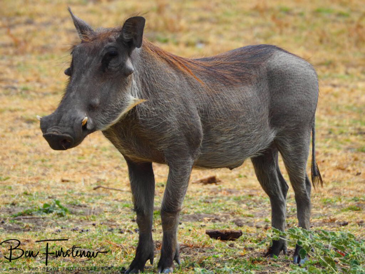 Posing in front off my lens, South Luangwa National Park, Zambia 