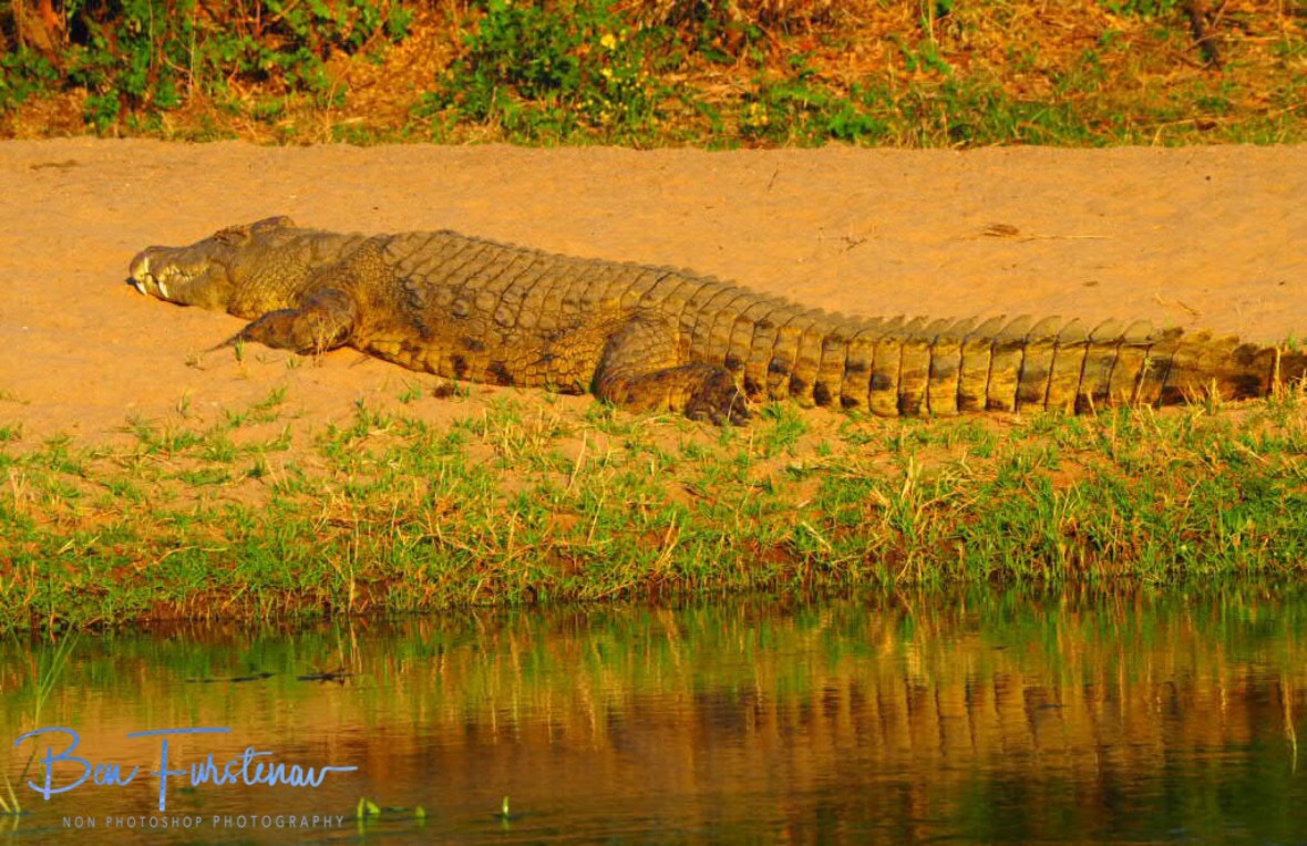 In a while, crocodile, Lower Zambezi National Park, Zambia 