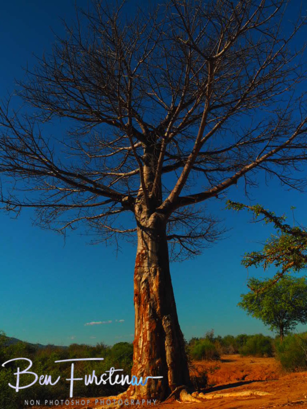Baobab in red and blue, Lower Zambezi Valley, Zambia 