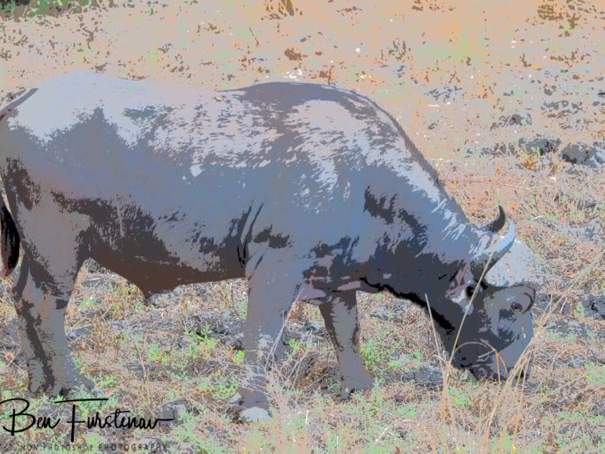 Grazing buffalo in South Luangwa National Park, Zambia 