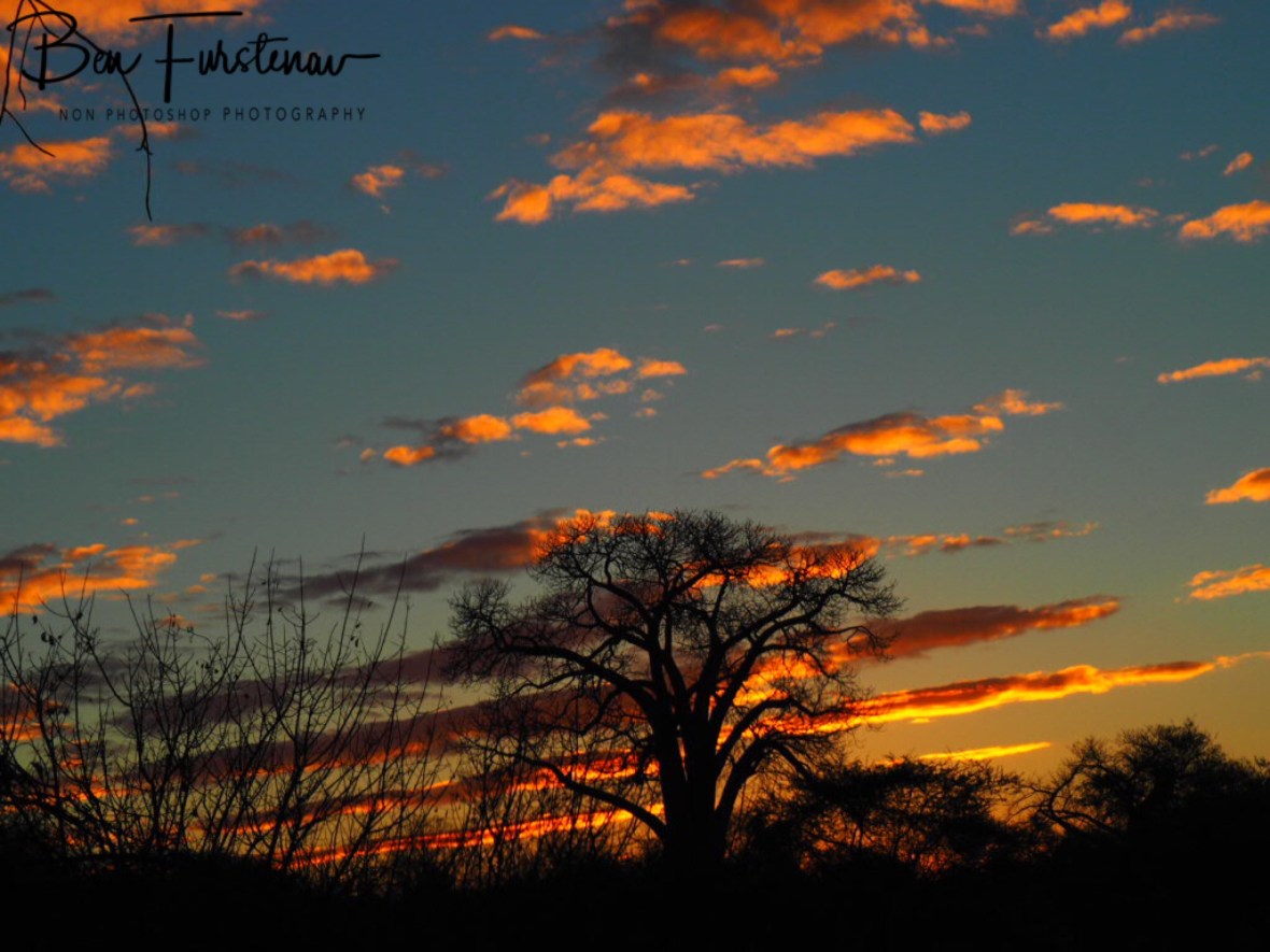 A ladder to the sun, Lower Zambezi Valley, Zambia 