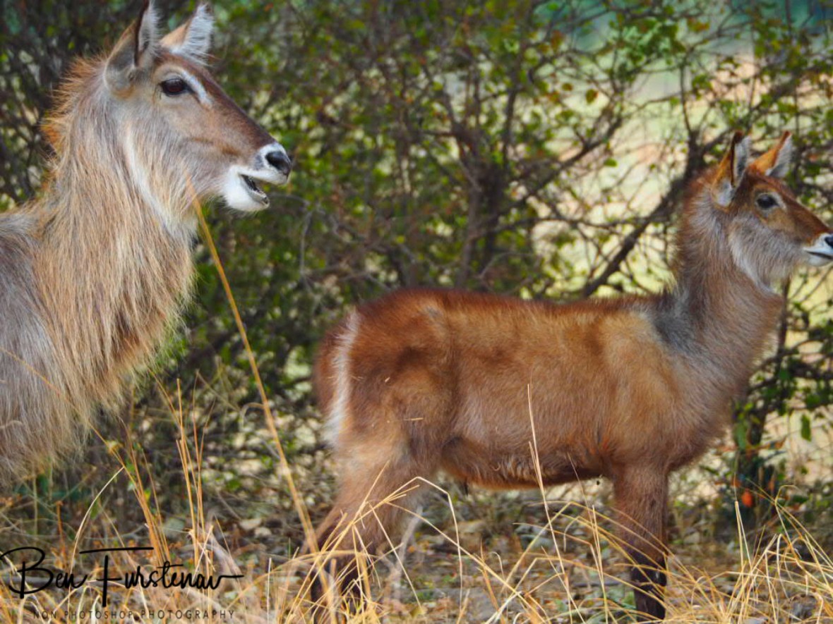 Can you see something? South Luangwa National Park, Zambia