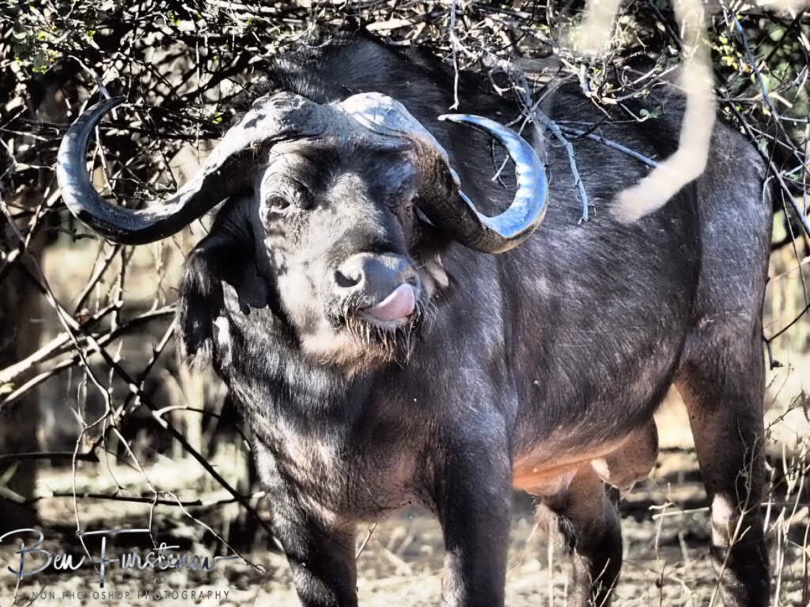 Tasty greens, Lower Zambezi Valley, Zambia 