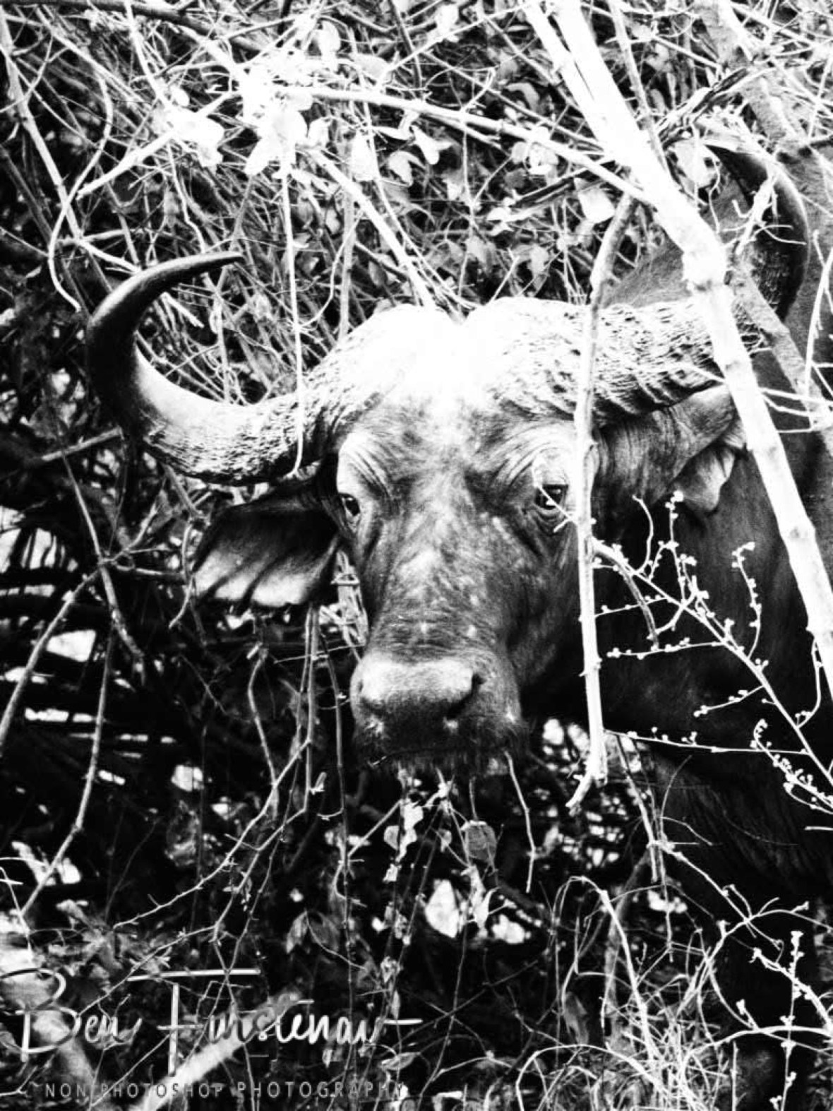 Thick buffalo horns in thick bush land, South Luangwa National Park, Zambia 