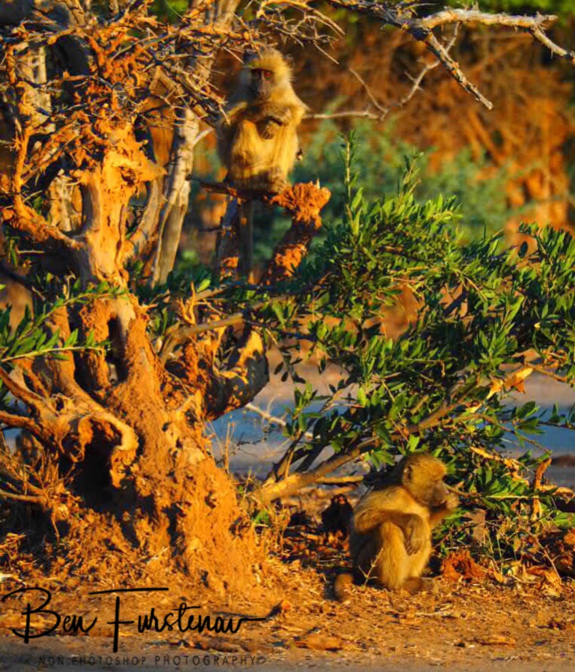 Always time for monkey business, Lower Zambezi National Park, Zambia 