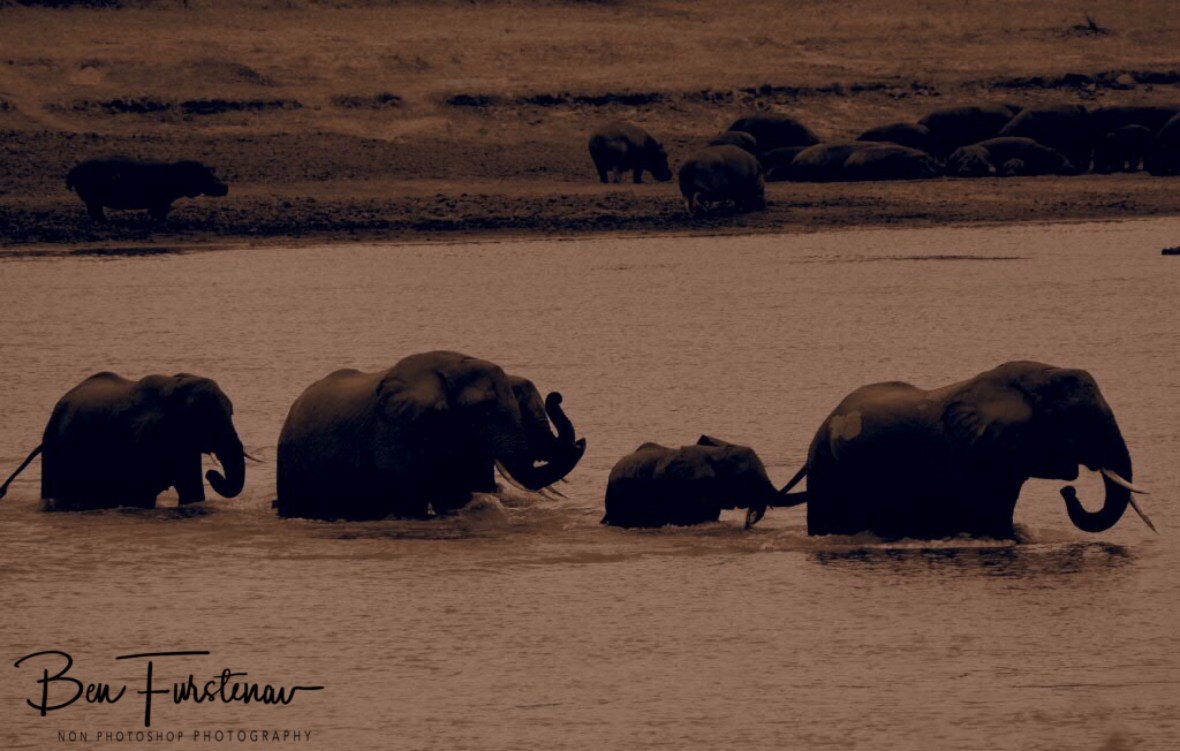 Hold on, we’re coming, South Luangwa National Park, Zambia 