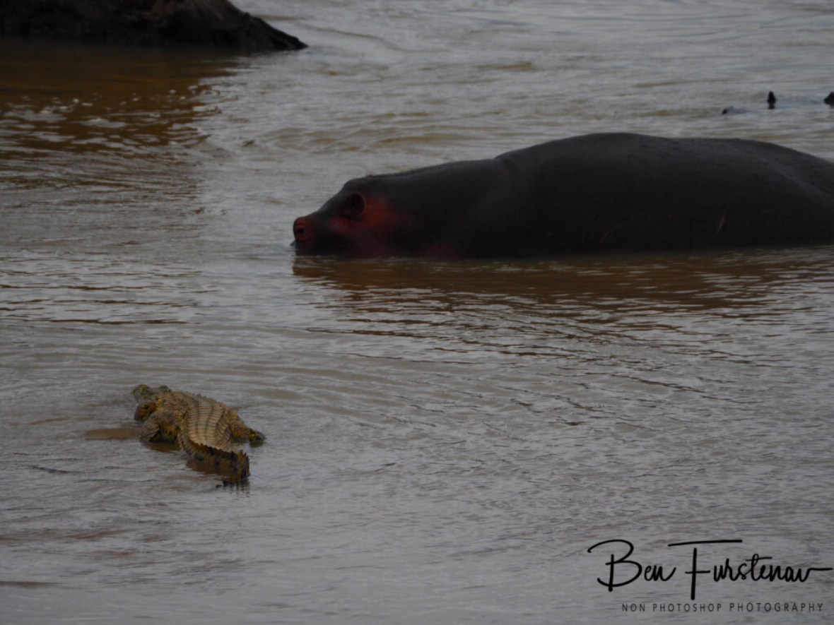 Not bothered by crocs, South Luangwa National Park, Zambia 