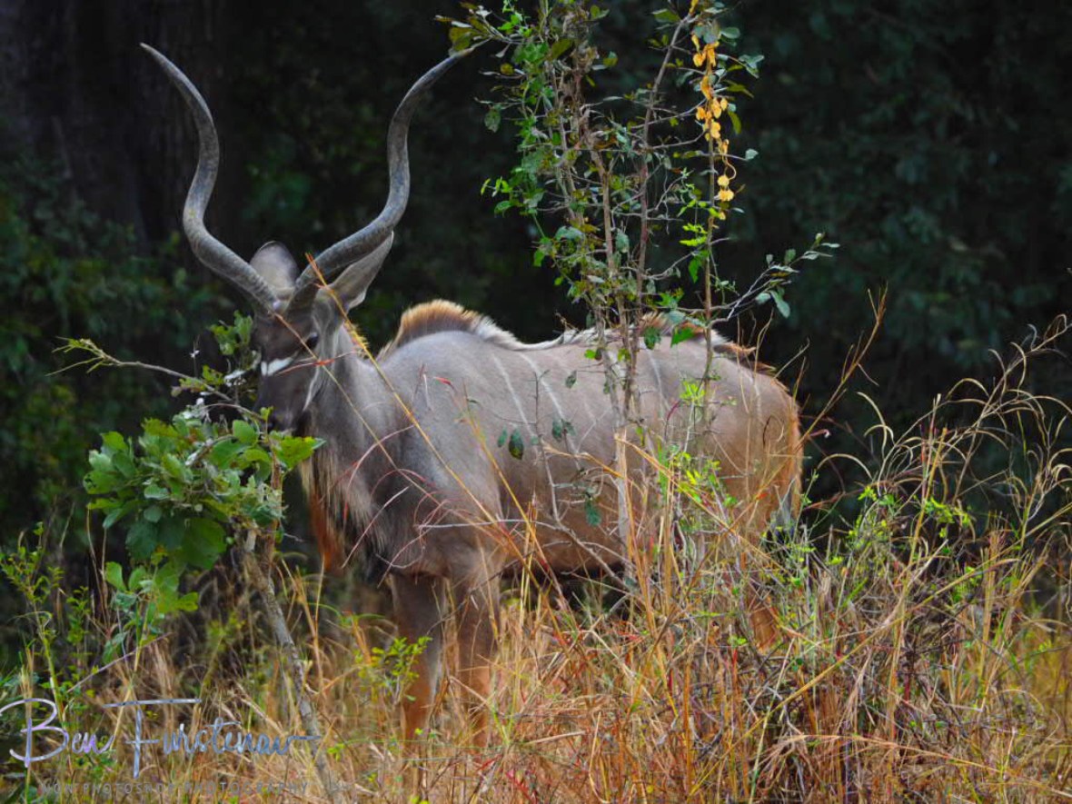 Impressive antlers of a kudu bull, South Luangwa National Park, Zambia 