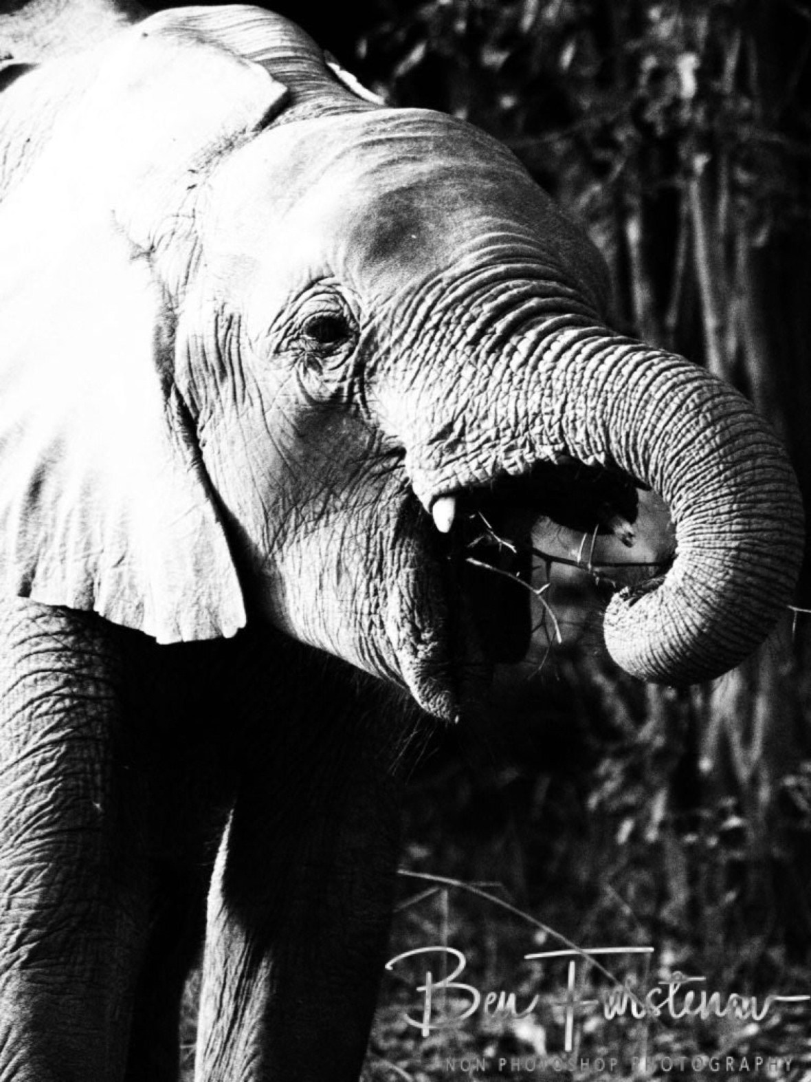 Trunk action by elephants, South Luangwa National Park, Zambia 
