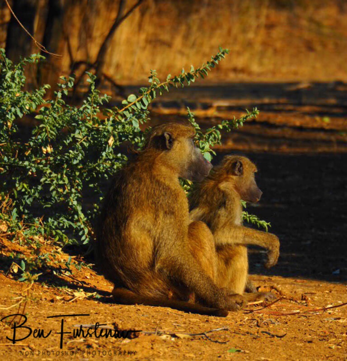 Just one off those slow starting mornings, Lower Zambezi National Park, Zambia 