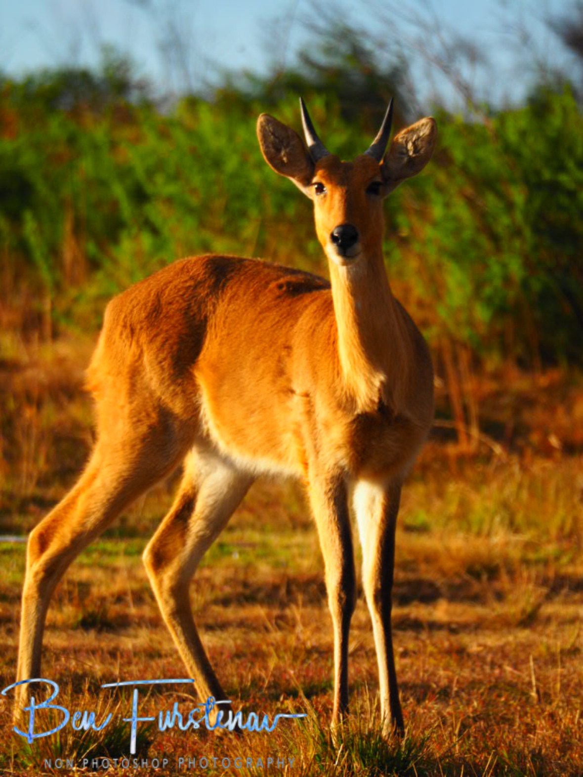A Reetbuck female rather anxious, Nyika National Park, Malawi 