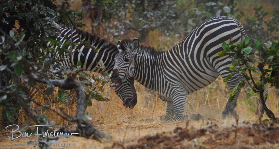 On your knees, South Luangwa National Park, Zambia 