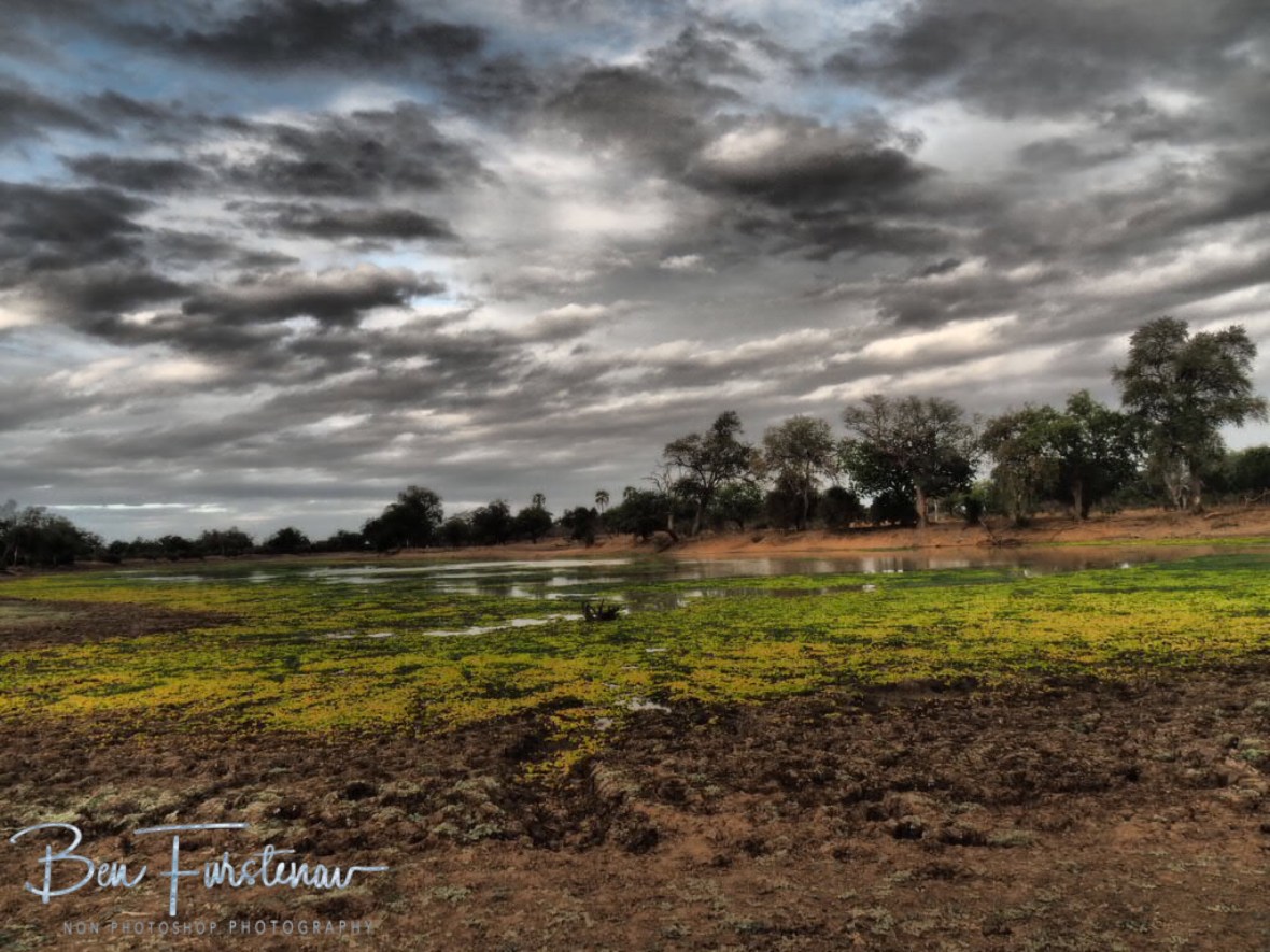 Almost dry lagoon in dry season, South Luangwa National Park, Zambia 