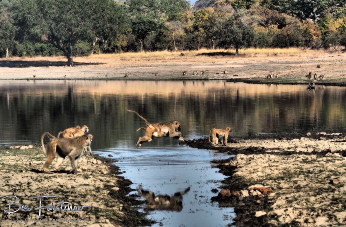 Extra weight for moms, Vwaza Marsh National Reserve, Malawi 