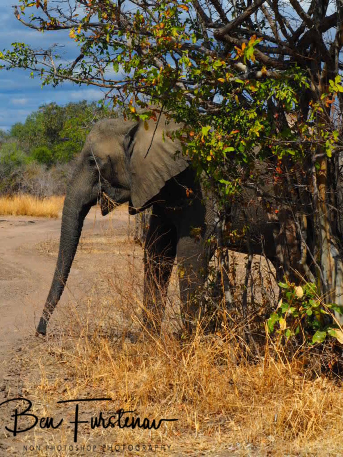 Crossing the track coming out off nowhere in South Luangwa National Park, Zambia 