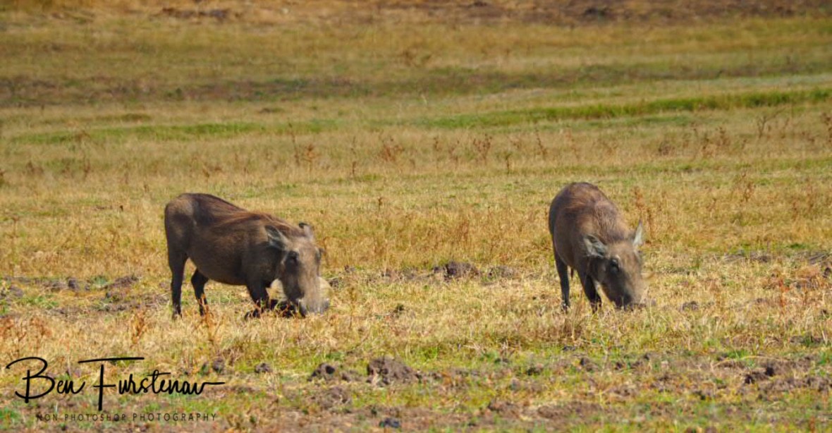Unfaced by danger, face in the ground, South Luangwa National Park, Zambia 
