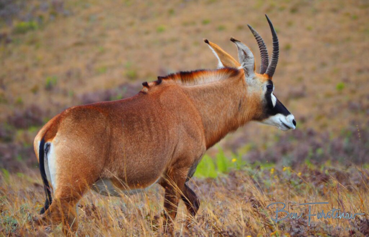 Roan Antilope at Nyika National Park, Malawi 