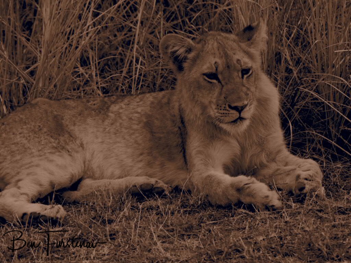 Cute cub in sepia, South Luangwa National Park, Zambia 