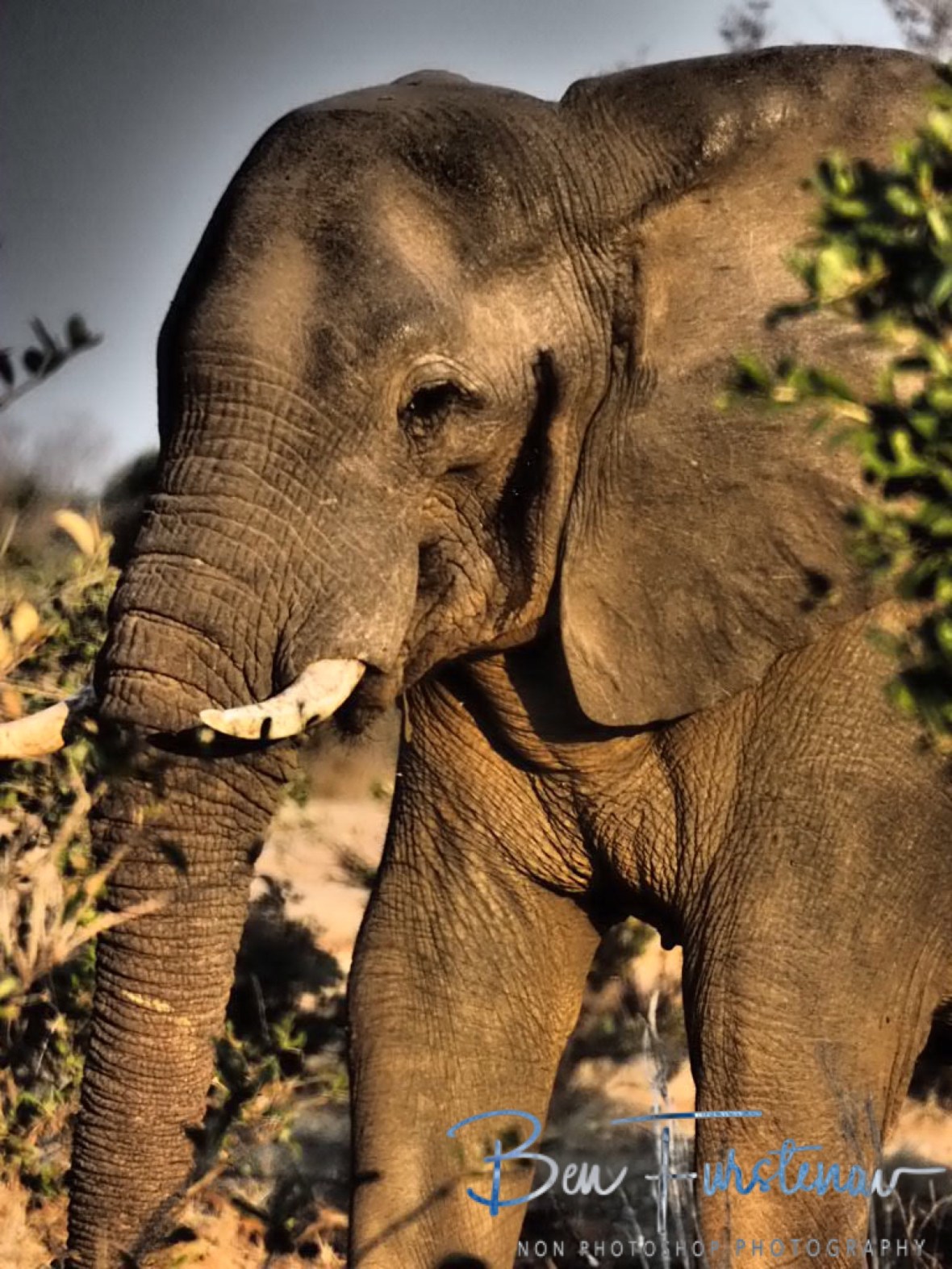 Perfect light, Lower Zambezi National Park ,Zambia 