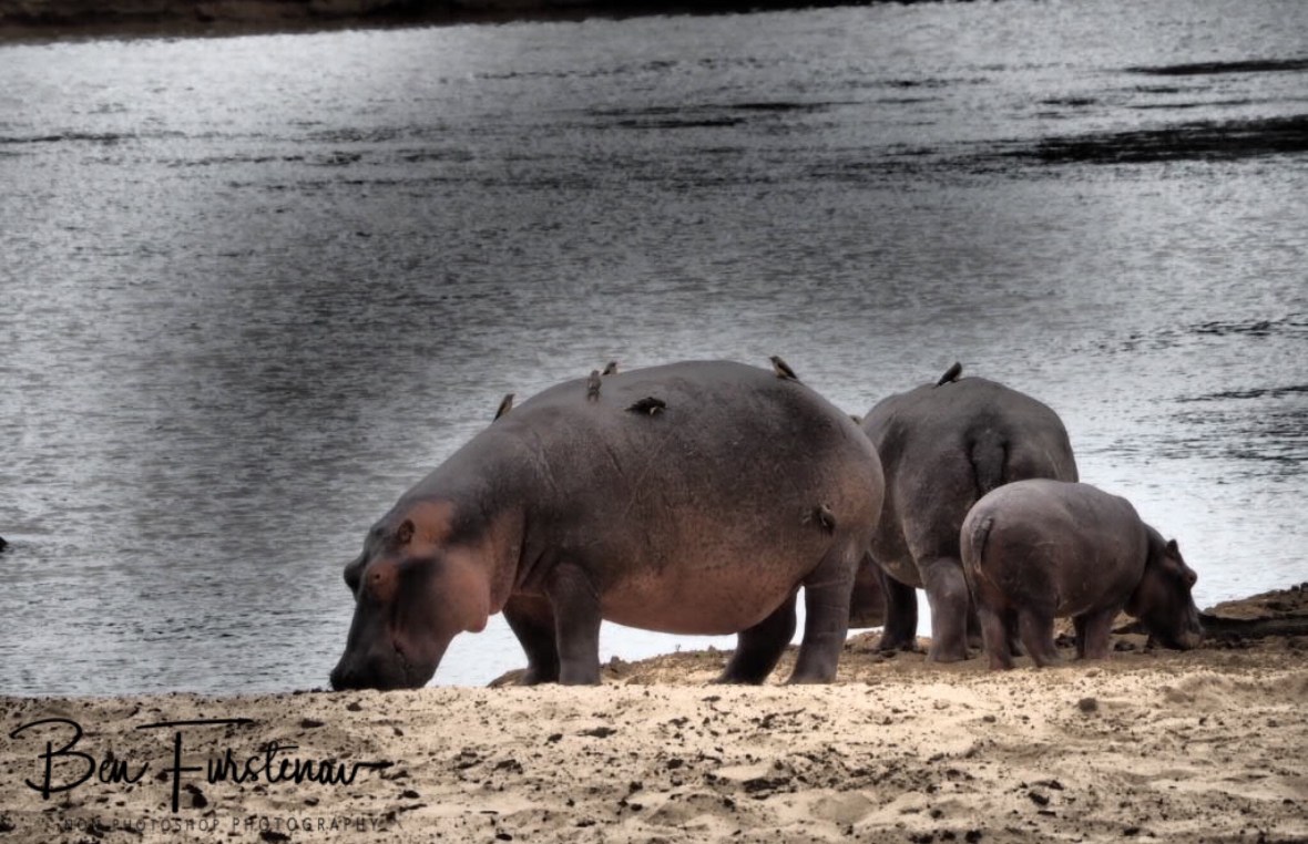 Parasites being picked off whilst roaming the banks, South Luangwa National Park, Zambia 