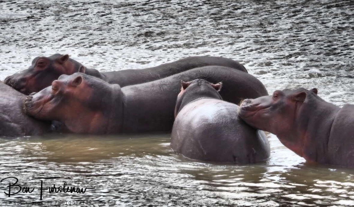 All in line, South Luangwa National Park, Zambia 