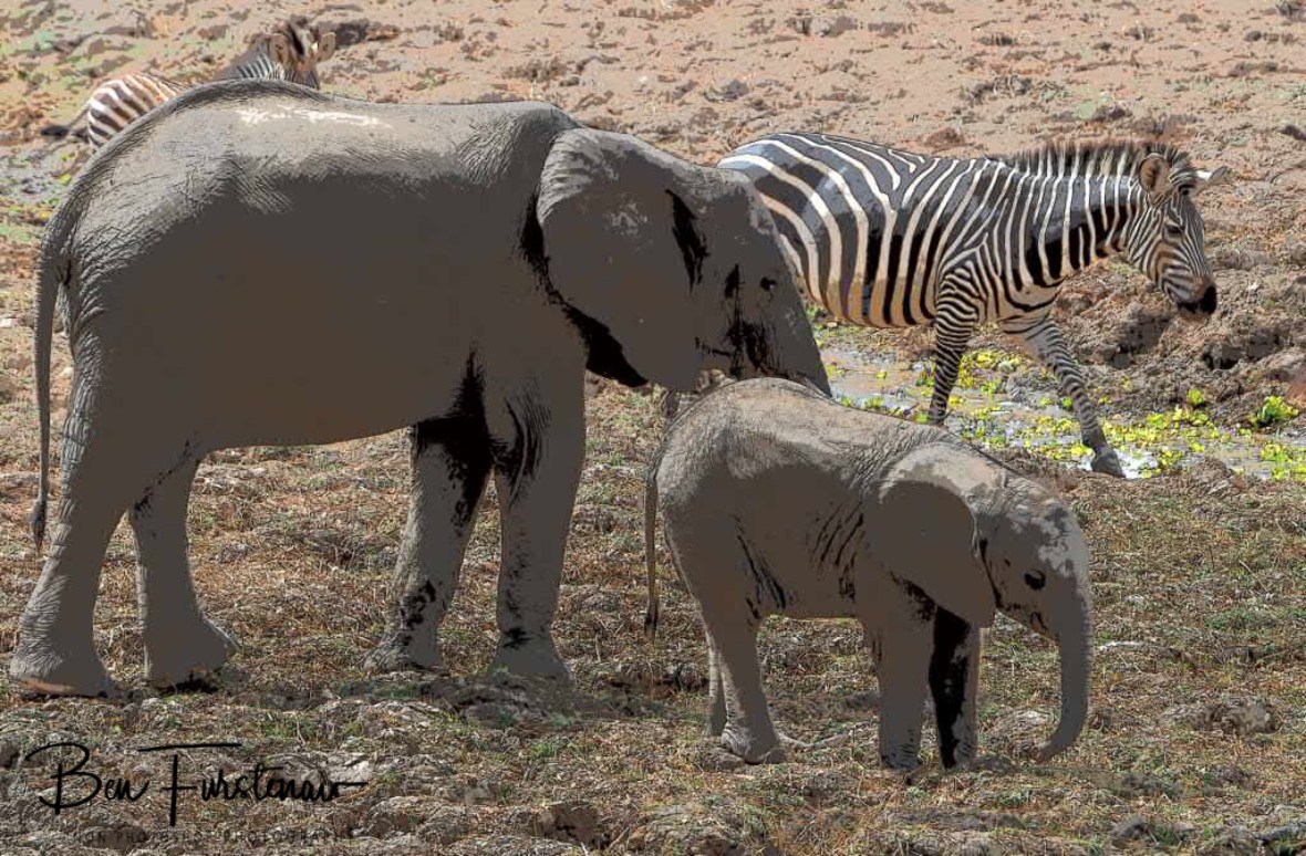 Elephant photo shoot bomb, South Luangwa National Park, Zambia 
