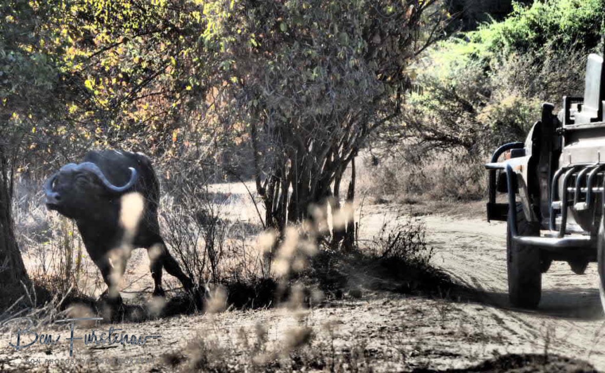 Who’s disturbing my lunch? Lower Zambezi Valley,Zambia 