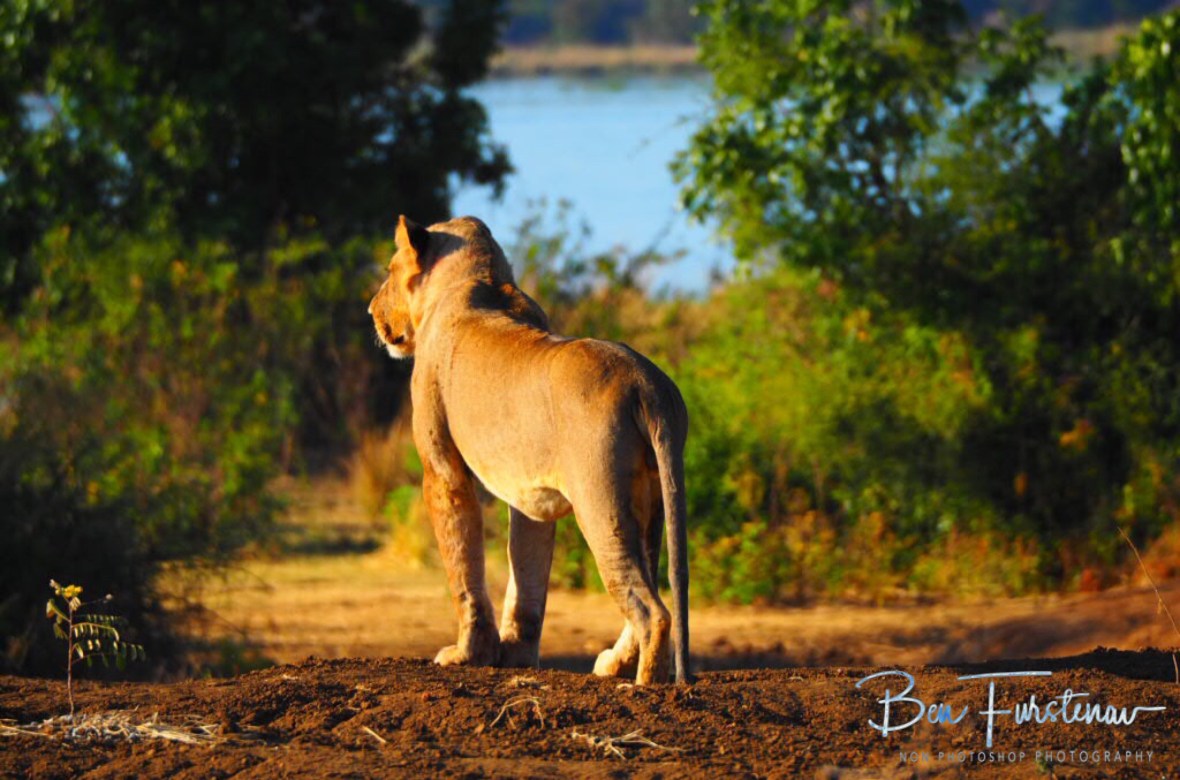Lion on the lookout, Lower Zambezi National Park, Zambia 