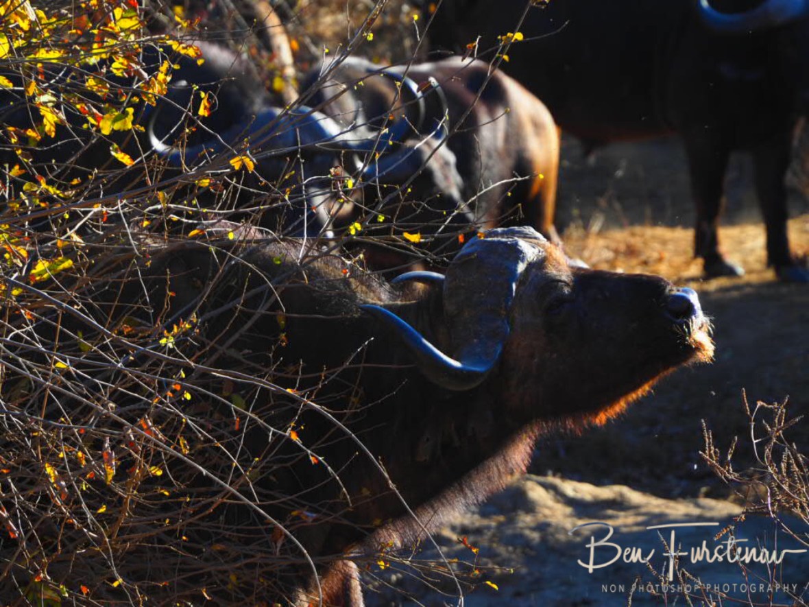 Aahhhh, Relief, Lower Zambezi Valley,Zambia 