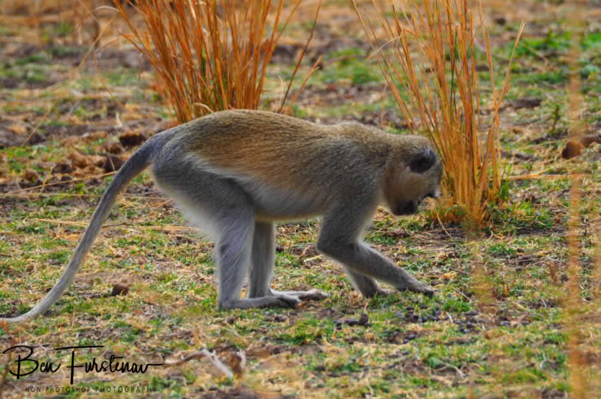 Looking for insects in South Luangwa National Park, Zambia 