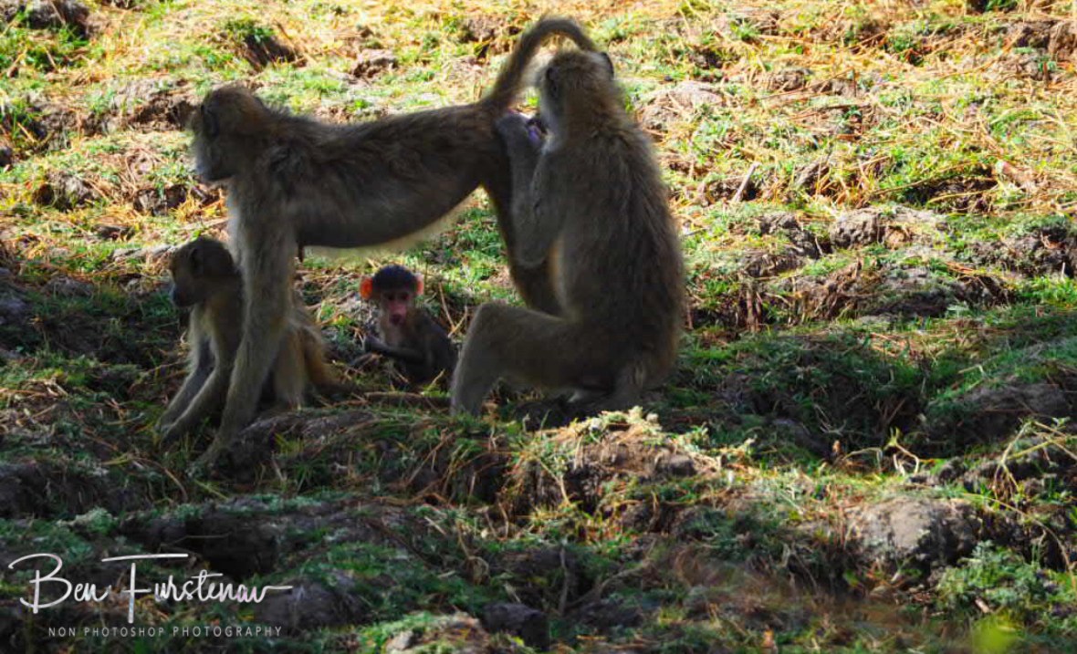 Mhhh, tastiest pieces, South Luangwa National Park, Zambia 