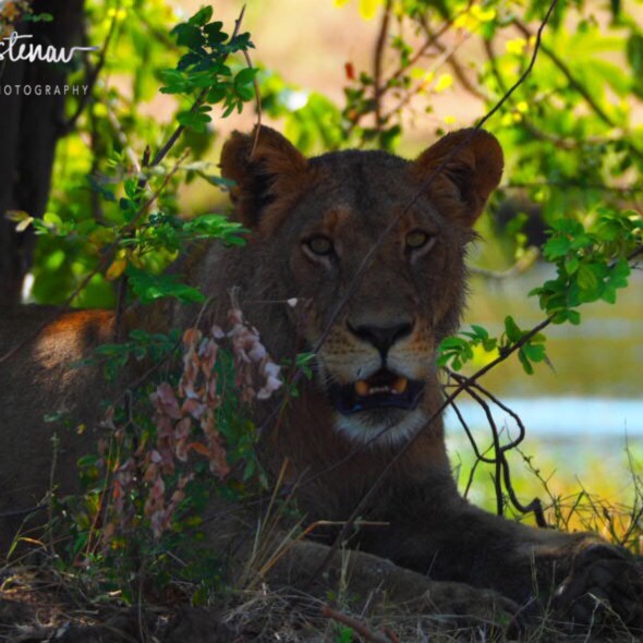 Rest after the fest, Lower Zambezi National Park, Zambia