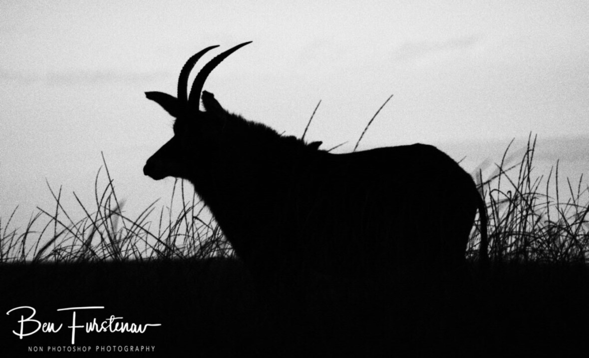 Distinctive features off a Roan Antilope, Nyika National Park, Malawi 