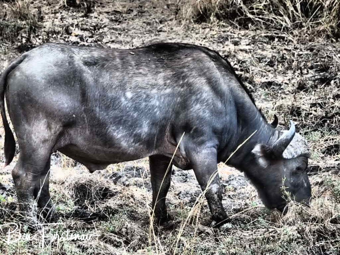 A lone buffalo in South Luangwa National Park, Zambia 